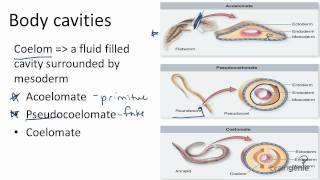 1326 Body Cavities  Acoelomates Pseudocoelomates and [upl. by Milan]