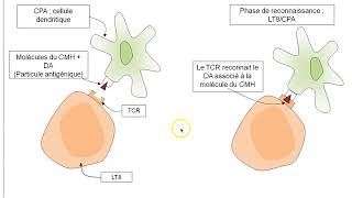 TSBilanChapitre22  La réponse immunitaire adaptative la réponse à médiation cellulaire [upl. by Amo]