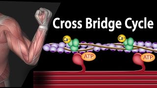 Muscle Contraction  Cross Bridge Cycle Animation [upl. by Adnoel]