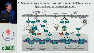 Nutritional strategies to enhance mitochondrial adaptation to endurance exercise [upl. by Koressa579]