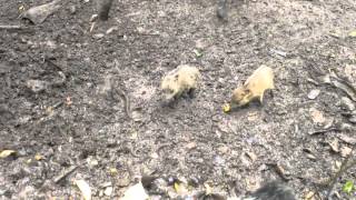 Baby Collared Peccaries [upl. by Zawde]