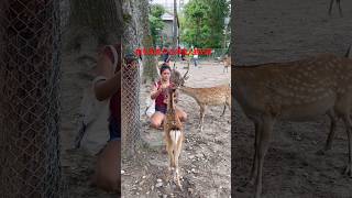 鹿を可愛がる外国人観光客  nara japan vlog japanese animals  japanese deer japan [upl. by Oisinoid86]