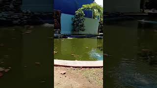 Kolam Ikan FISIP Undip Semarang fisipundip undipsemarang kampusorange [upl. by Tayler]