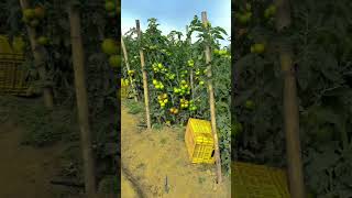 Ultimate Guide to Tomato Farming  From Seed to Harvest [upl. by Amice]