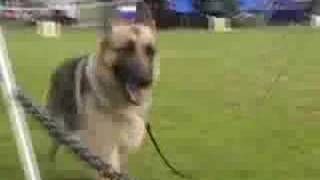 German Shepherd Dog Specialty Show [upl. by Lesig]