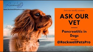 Pancreatitis in Dogs pancreatitis dogs [upl. by Ahsitahs]