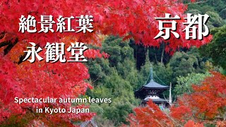 【京都紅葉】絶景紅葉名所 もみじの永観堂 字幕解説 京都観光 風景写真 京都旅行 Eikando Temple autumn leaves in Kyoto Japan京都紅葉永観堂 [upl. by Lahsiv644]