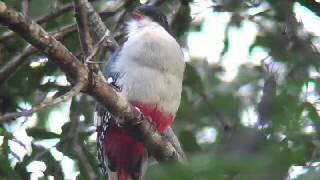 Cuban Trogon  Tocororo  2004 [upl. by Aramoj249]