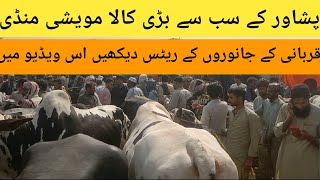 Peshawar kala maweshi Mandi  VIP bachro Ke rates  most expensive qurbani animal  season 2024 [upl. by Rexferd]