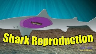 Shark Reproduction  SHARK ACADEMY [upl. by Redvers]