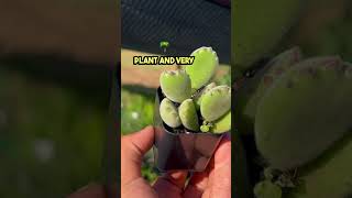 What is a bear’s paw succulent plant How to grow bears paw bearspaw succulent plants garden [upl. by Anitnerolf931]