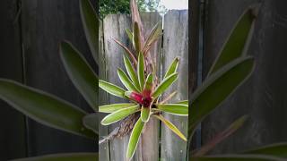 Bromelias en un palo seco shortvideo plantas bromélias plants viral [upl. by Benia]