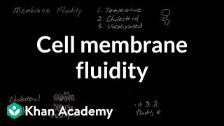 Cell membrane fluidity  Cells  MCAT  Khan Academy [upl. by Nuahsyd]