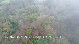 Evolution of the Earths Forests [upl. by Branch]