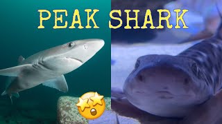 Catsharks and True Dogfish A Closer Look [upl. by Mccord]