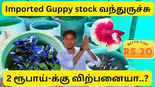 Guppy fish new stock guppy salem breeding fish kolathurfish bettafish moina vineger [upl. by Gnauq11]