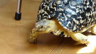 LEOPARD TORTOISE GEOCHELONE PARDALIS [upl. by Nnylarat686]