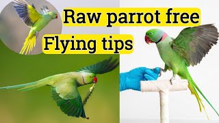 Alexander parrot free fly training tips in hindi Bird ko free fight karna kaise shikaye parrot [upl. by Marlee]