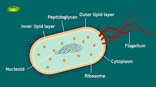 Bacterial Cell Notes  Structure and Function  Microbiology  Basis Science Series [upl. by Nlyak415]