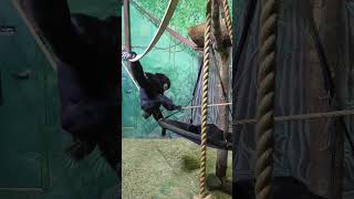 Siamang Ape  Rosamond Gifford Zoo [upl. by Briant]