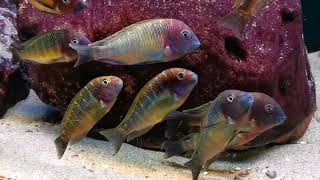 Tropheus moorii nkonde bright yellow [upl. by Arayc]