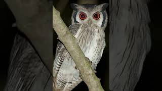 Dramatic Scops Owl [upl. by Adliwa869]