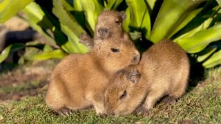 Sydney Zoo welcomes three Capybara pups [upl. by Ramahs798]