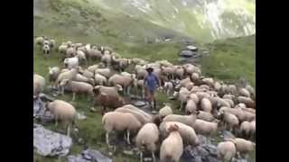 Transhumance Pyrénées brebis et vaches [upl. by Keiryt31]