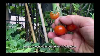 Moestuinieren in de Kinderopvang 7  Oogsten bieten amp tomaten en zaaien van spinazie amp radijs [upl. by Riane]