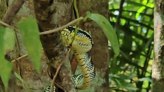 Waglers Pit Viper  female [upl. by Moulton]