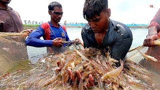 PRAWNSHRIMP HARVESTING [upl. by Analos814]