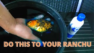 WHY USE METHYLENE BLUE ON RANCHUS TIPS AND GUIDES YOU SHOULD KNOW [upl. by Howey]