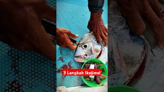 3 Langkah Ikejime Untuk Kualitas Daging Ikan Yang Lebih Baik Pendekar Seafood 3 [upl. by Iglesias]