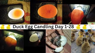 Duck Egg Candling Day 128  Egg Candling Using Mobile Phone [upl. by Eibocaj]