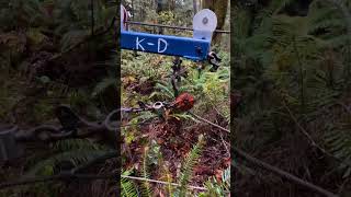 logging with the Firewood winch  Mini yarder downhill logging homesteading [upl. by Hsetirp]