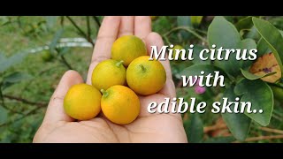 What is a Meiwa kumquat taste like [upl. by Cavill]