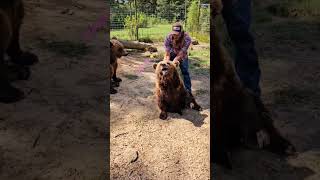 Say quotHI IZZYquot brownbear grizzlybears cubs happy bear bearlife izzy [upl. by Maziar356]