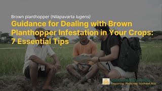 Seven Key Tips for Farmers to Combat and Prevent the Brown planthopper Infestation [upl. by Karrah147]