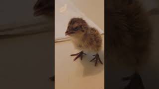 This is What a Healthy Japanese Coturnix Quail Chick Sounds Like Shorts [upl. by Nobel]