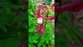 Fuchsias garden flowers [upl. by Crelin]