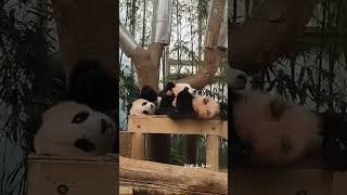 Cute panda🤣🥰❤️ panda shortsfeed pandalover cutepanda cutenessoverloadmy animals petlover [upl. by Gnehp533]