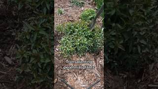 Tips For Dividing and Transplanting Perennial Plants perennial perennialgarden [upl. by Notnil]