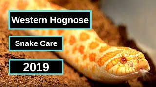 Western Hognose Snake Complete Care Guide [upl. by Errol960]