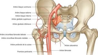 lartère fémorale part2 [upl. by Charteris]