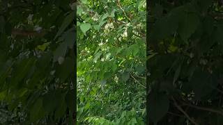 나무 때죽나무 Styrax japonicus 🌳 2024 6 24 월요일 오후 3시 망우산 [upl. by Akahs]