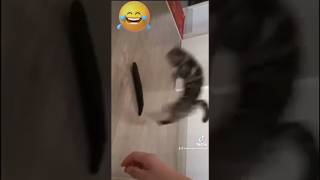 😃GATOS ADORABLES Shock  cat shorts youtuber Cute Cats Being Jerks [upl. by Finbur]