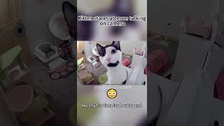 cats catvideos funnycats funny pets [upl. by Oba]