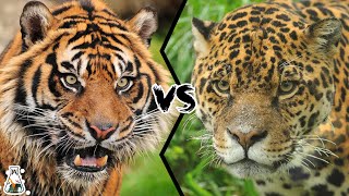 TIGER VS JAGUAR  Who is The Real King of The Jungle [upl. by Jarita198]