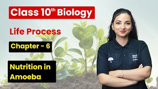 Nutrition in Amoeba  Life Processes  Class 10 Biology Chapter 6 [upl. by Maren]