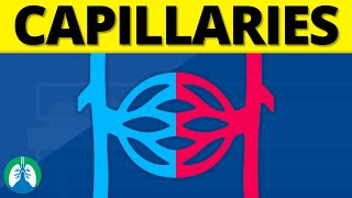 Capillaries Medical Definition  Quick Explainer Video [upl. by Nevai30]